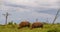 Rhinos isolated on the African savanna