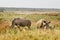 Rhinos, Kruger National Park