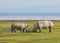 Rhinos in lake nakuru, kenya