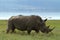 Rhinos in Lake Nakuru National Park in Kenya