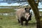 Rhinos in Lake Nakuru National Park in Kenya