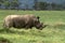 Rhinos in Lake Nakuru National Park in Kenya