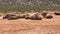 Rhinos relaxing on sunny day in wildlife. Group of animals laying on arid soil. Safari park, South Africa