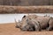 Rhinos resting