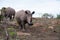 Rhinos at safari park in Sauth Africa