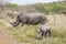 Rhinos /South Africa