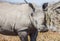 Rhinos /South Africa