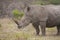 Rhinos /South Africa