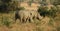 Rhinos, South Africa