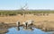 Rhinos At A Watering Hole