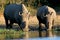 Rhinos at a Watering Hole