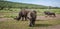 Rhinos and wildebeest eat grass on the savannah