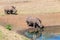 Rhinos Wildlife Water Drinking