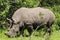 Rhinos at Ziwa Rhino and Wildlife Ranch, Uganda