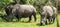 Rhinos at Ziwa Rhino and Wildlife Ranch, Uganda