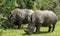 Rhinos at Ziwa Rhino and Wildlife Ranch, Uganda