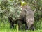 Rhinos at Ziwa Rhino and Wildlife Ranch, Uganda