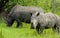 Rhinos at Ziwa Rhino and Wildlife Ranch, Uganda