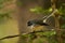 Rhipidura fuliginosa - Fantail - piwakawaka in Maori language - sitting in the forest of New Zealand