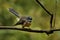 Rhipidura fuliginosa - Fantail - piwakawaka in Maori language - sitting in the forest of New Zealand