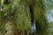 Rhipsalis baccifera mistletoe cactus on a large tree in the tropical rain forest of Guyana, South America