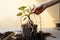 Rhizome revelation Home potted plants roots entwined, necessitating replanting