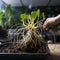 Rhizome revelation Home potted plants roots entwined, necessitating replanting