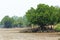 Rhizophora Mangrove Mudflats