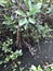 Rhizophora mucronata or Loop-root mangrove or Red mangrove or Asiatic mangrove tree.