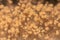 Rhizopus bread mold is a genus of common saprophytic fungi,Rhizopus bread mold under the microscope.