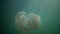 Rhizostoma pulmo, commonly known as the barrel jellyfish, the dustbin-lid jellyfish or the frilly-mouthed jellyfish