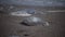 Rhizostoma pulmo, dead jellyfish, thrown ashore during a storm, in sea foam