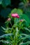 Rhodanthe chlorocephala rosea, helipterum roseum, everlasting Da