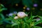 Rhodanthe chlorocephala rosea, helipterum roseum, everlasting Da