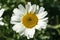 Rhodanthemum hosmariense Moroccan daisy