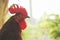 Rhode island red