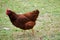 Rhode Island Red Chicken