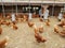 Rhode Island Red Chickens at the Farm