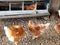 Rhode Island Red Chickens at the Farm