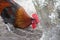 Rhode Island Red Rooster Pecking