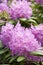 Rhodedendron