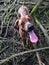 Rhodesian Ridgback with tongue