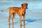 Rhodesian Ridgeback