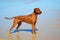 Rhodesian Ridgeback