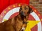 Rhodesian Ridgeback circus actor in front of a star target