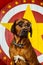 Rhodesian Ridgeback circus actor wearing eyeglasses in front of