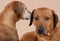 Rhodesian Ridgeback couple