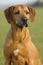 Rhodesian ridgeback dog