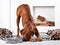 Rhodesian Ridgeback dog bending with its ridge revealed