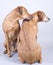Rhodesian ridgeback dog couple, 4 and 8 years old